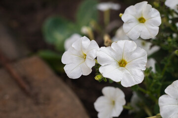 White petunia. Beautiful garden flowers for landscape design. Flowers close-up on a background of greenery.