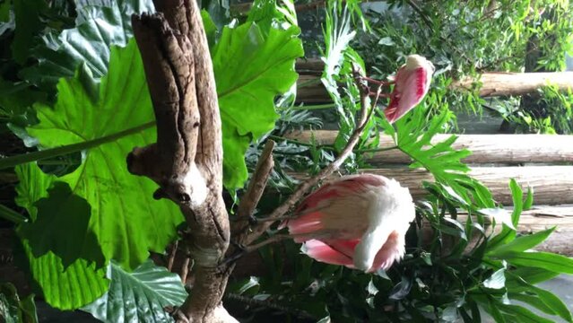 A roseate spoonbill cleans its feathers on a green tree