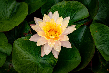 Beautiful light Yellow Lotus with Green Leaves in the Pond