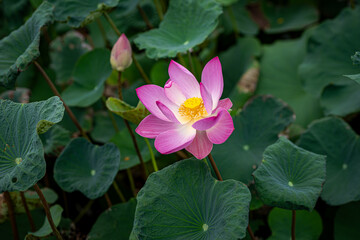 Beautiful Pink Lotus with Green Leaves in the Pond