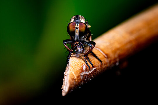 Robber fly landing on the tree stem with dark green blackground, Selective Focus
