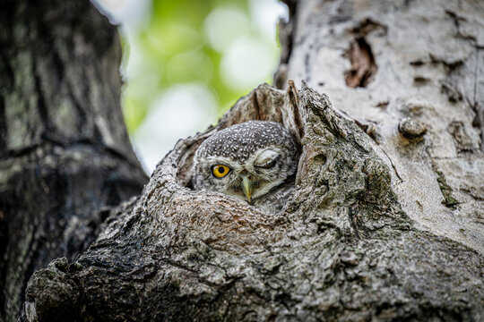 Cute Winking Eye Little spotted owlet in the hollow of a tree.
