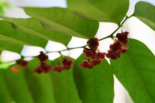 Sauropus Androgynus (star gooseberry, Katuk tree with round red fruit.