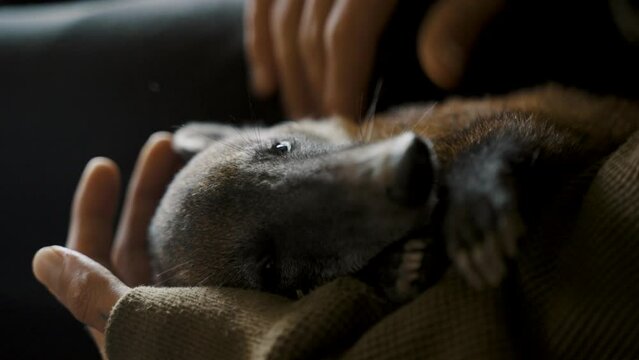 Close Up Of Hands Holding And Petting A Coati
