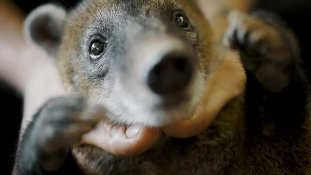 Hands Holding A Nasua (Cuchucho) - close up shot