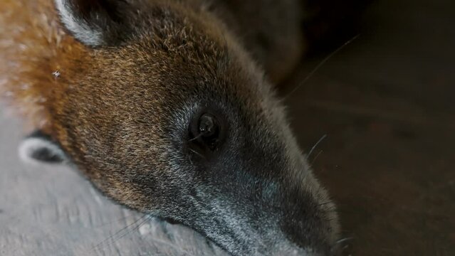 Lazy Pizote, Cuchucho In The Amazon Of Ecuador. Close Up