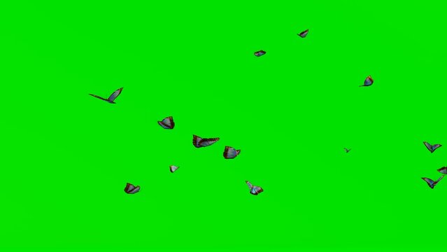 flying butterfly green screen video