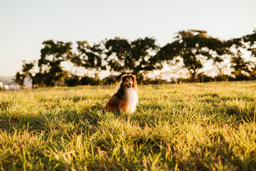 shetland sheepdog walking in the park