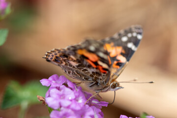 Close up Butterfly background interacting with a flower