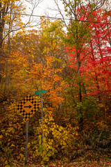 A tranquil path lined with trees ablaze in autumn's brilliance