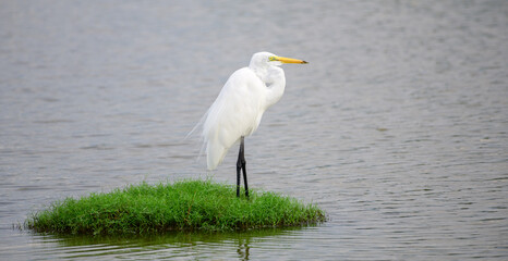 Beautiful Great white egret Standing still on a green grass patch surrounded by the lagoon water in Bundala national park.