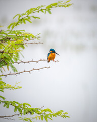 Beautiful Common kingfisher in its natural habitat, perch near the water body in Bundala national park, Sri Lanka.