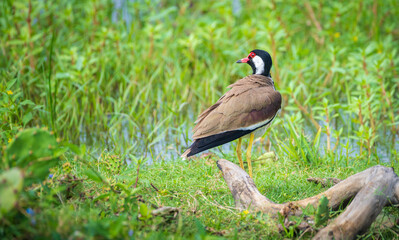 Beautiful Red-wattled lapwing bird close-up portraiture, photographed in Bundala national park.