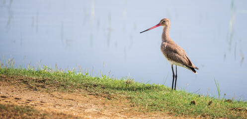 Beautiful Black-tailed godwit portrait shot, godwit bird on the grassy banks of the lagoon at Bundala national park, Sri Lanka.