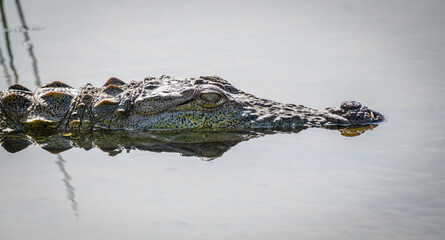 Mugger crocodile partially submerged in shallow water, close-up headshot of a crocodile at Bundala national park, Sri Lanka.