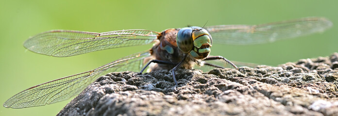 dragonfly close up