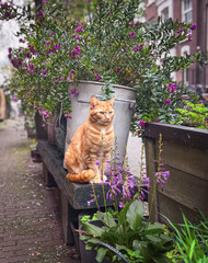 Orange domestic tabby cat sitting on bench with blooming plants edge of narrow street in Amsterdam - 630949758
