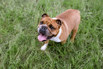 Obraz premium Portrait of English Bulldog with open mouth resting on grass. Close up pet portrait