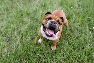 Portrait of English Bulldog with open mouth resting on grass. Close up pet portrait