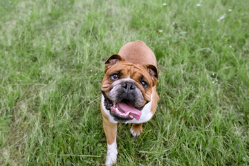 Portrait of English Bulldog with open mouth resting on grass. Close up pet portrait