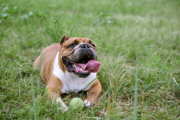Fototapeta premium Portrait of English Bulldog lay lawn with ball toy. Dog resting on grass with his toy. Close up pet portrait