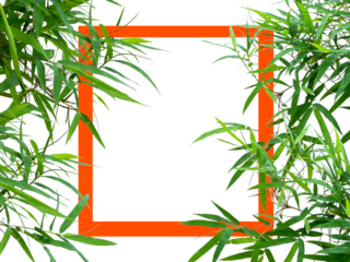 Image of orange frame among bamboo leaves isolated on transparent background png file.