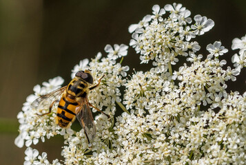 Ein Biene sucht Nektar auf einer großen weißen Blüte © biggi62