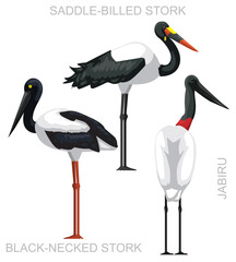 Cute Bird Stork Jabiru Set Cartoon Vector
