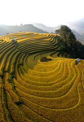 Terrace rice field in Vietnam