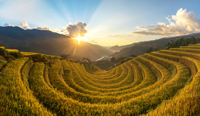 Terrace rice field in Vietnam