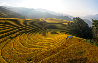 Terrace rice field in Vietnam