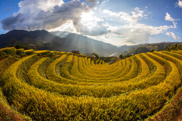Terrace rice field in Vietnam