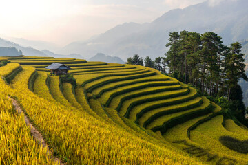 Terrace rice field in Vietnam