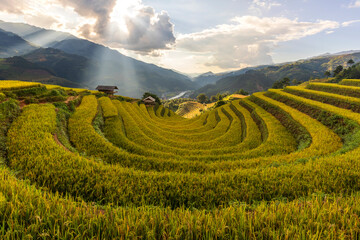 Terrace rice field in Vietnam