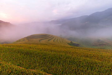 Terrace rice field in Vietnam