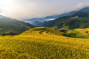 Terrace rice field in Vietnam