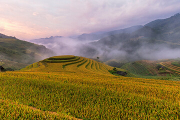 Terrace rice field in Vietnam