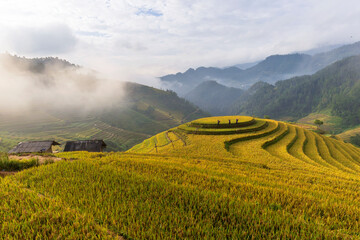 Terrace rice field in Vietnam