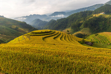 Terrace rice field in Vietnam