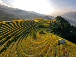Terrace rice field in Vietnam