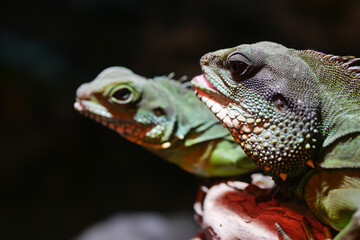 Fototapeta premium close up of Spiny Lizard Looks Around 