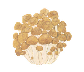 しめじの水彩手描きイラスト素材
