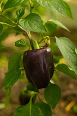 Bulgarian pepper. Purple sweet pepper hanging on a bush. Growing vegetable. Eco-friendly organic product.