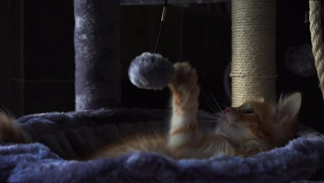 The red kitten is playing with ball on a string in basket of cat tree. Cut cat very playful spend funny time.