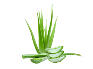 clump of green aloe vera plant isolated, png