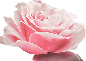 pink rose isolated on white - obrazy, fototapety, plakaty