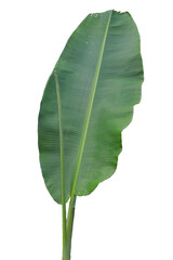 green banana leaf tree isolated transparent background png