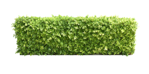 Ixora Ornamental plants and Green leafed bushes. (shrub) Square shape. For making fences and decorating the garden for beauty. png.