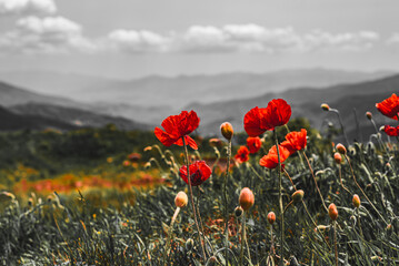 Wild poppies in the mountains of Armenia