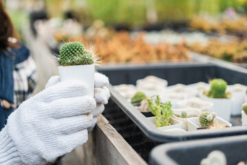 Gardener woman in gloves plants flowers in greenhouse check growth quality of Plant. Florists woman working gardening in the backyard. Flower care harvesting.